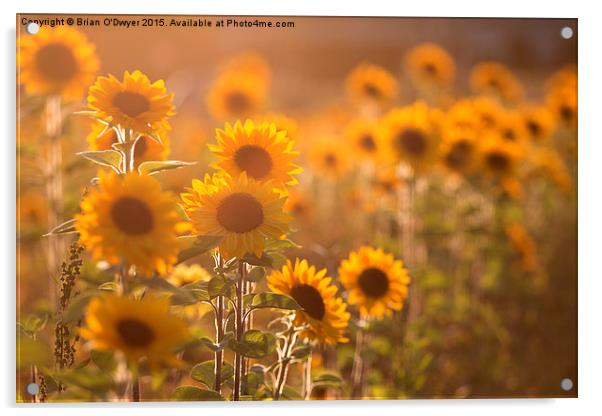  Sunflower Sunset Acrylic by Brian O'Dwyer