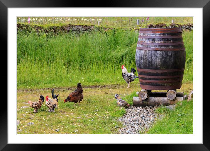 Farmyard Chickens  Framed Mounted Print by Richard Long