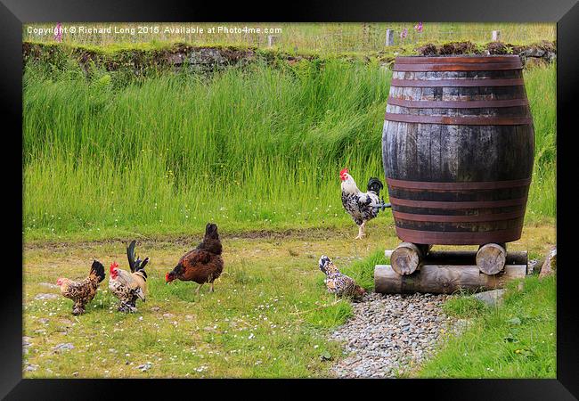 Farmyard Chickens  Framed Print by Richard Long