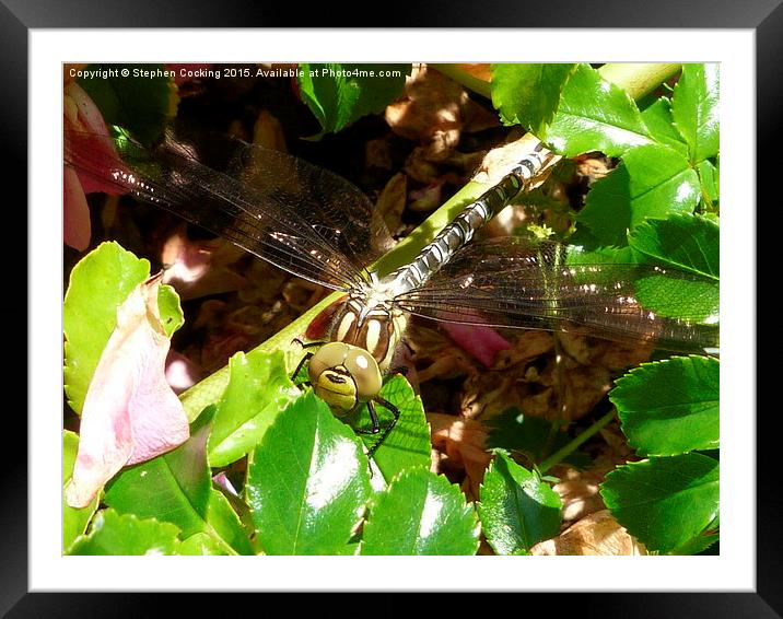  Dragonfly on Rose Bush Framed Mounted Print by Stephen Cocking