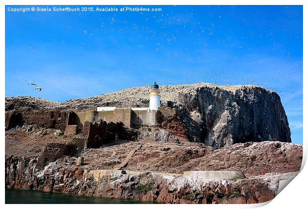 Northern Gannets on Bass Rock Print by Gisela Scheffbuch