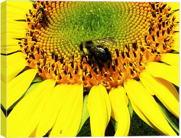  Bee on a Sunflower Canvas Print by james balzano, jr.