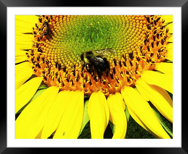  Bee on a Sunflower Framed Mounted Print by james balzano, jr.