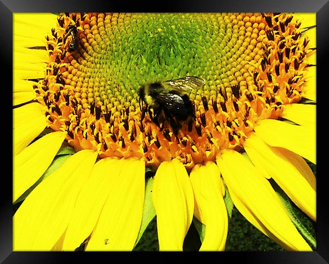  Bee on a Sunflower Framed Print by james balzano, jr.