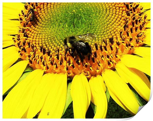  Bee on a Sunflower Print by james balzano, jr.