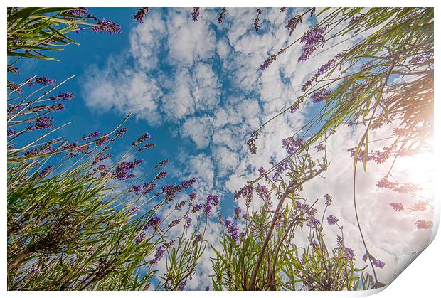 Reach for the Sky Print by Colin Evans