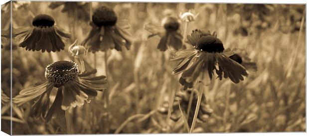  Meadow Canvas Print by Gary Schulze