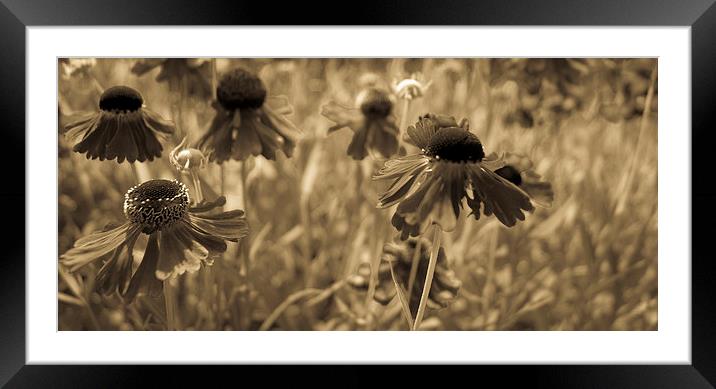  Meadow Framed Mounted Print by Gary Schulze