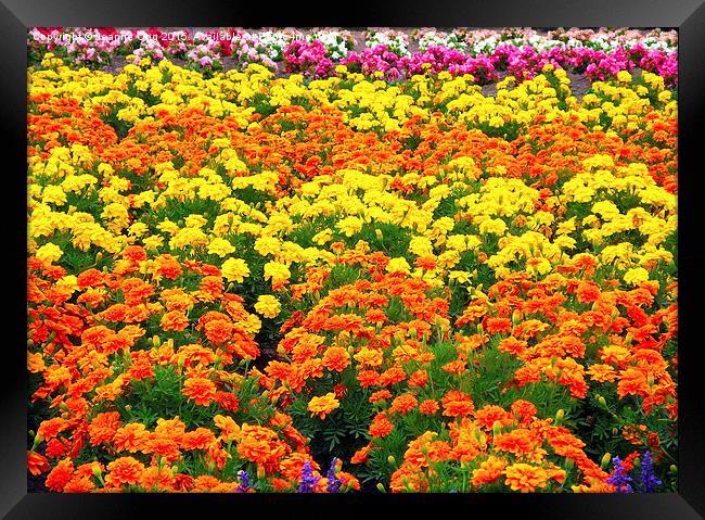 Vibrant Flowers Framed Print by Jeanne Ong