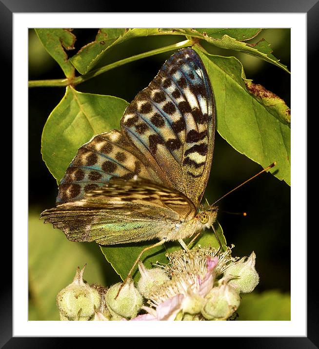  Silver-Washed Fritillary (Valensina) by JCstudios Framed Mounted Print by JC studios LRPS ARPS