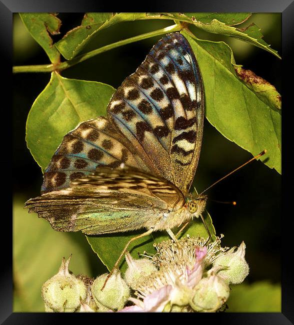  Silver-Washed Fritillary (Valensina) by JCstudios Framed Print by JC studios LRPS ARPS