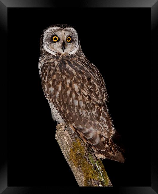  short eared owl Framed Print by mark chidwick