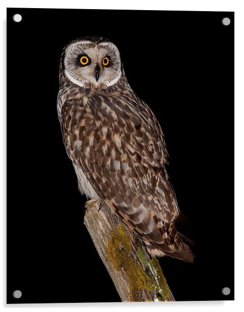  short eared owl Acrylic by mark chidwick