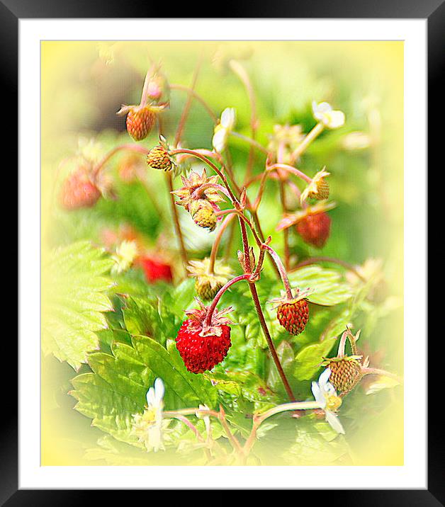  Strawberries for Tea Framed Mounted Print by Jacqui Kilcoyne