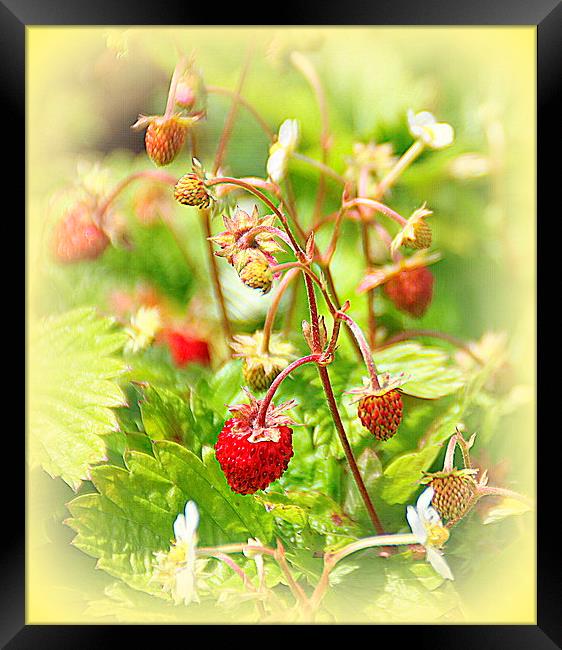  Strawberries for Tea Framed Print by Jacqui Kilcoyne