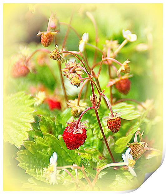  Strawberries for Tea Print by Jacqui Kilcoyne