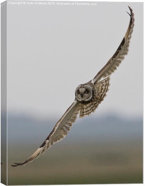  hunting owl Canvas Print by mark chidwick