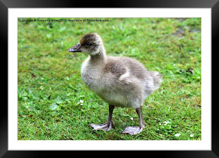  Greylag Goose baby Framed Mounted Print by Rebecca Giles