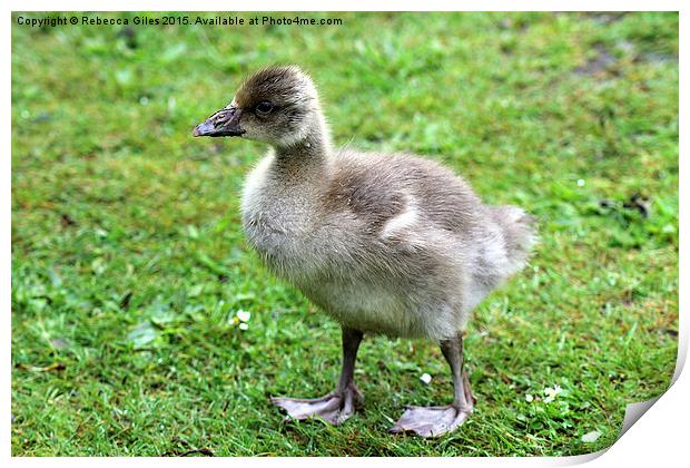  Greylag Goose baby Print by Rebecca Giles