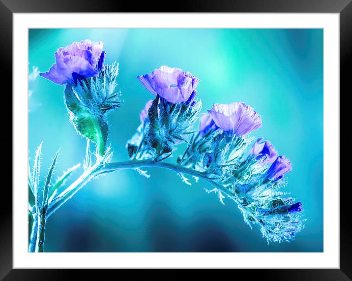  Violet flowers  Framed Mounted Print by Robinson Thomas