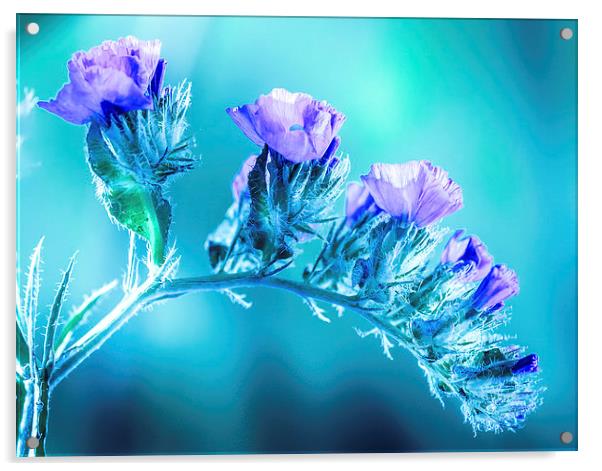  Violet flowers  Acrylic by Robinson Thomas