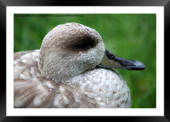  Marbled Duck Headshot Framed Mounted Print by Rebecca Giles
