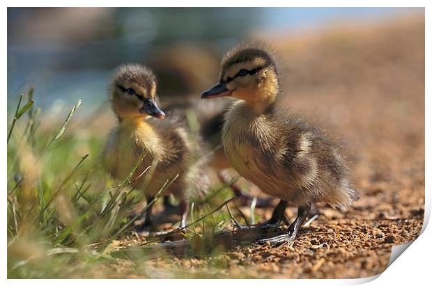  Ducklings Print by Ceri Jones