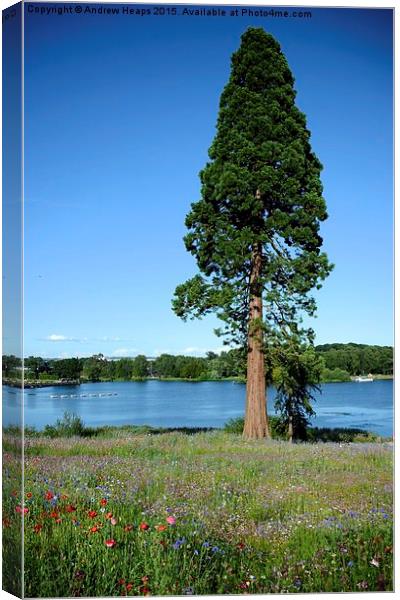  Giant Redwood tree Canvas Print by Andrew Heaps