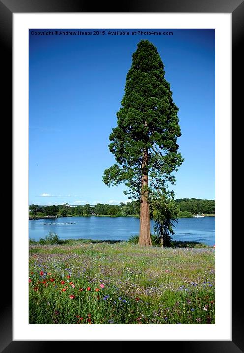  Giant Redwood tree Framed Mounted Print by Andrew Heaps
