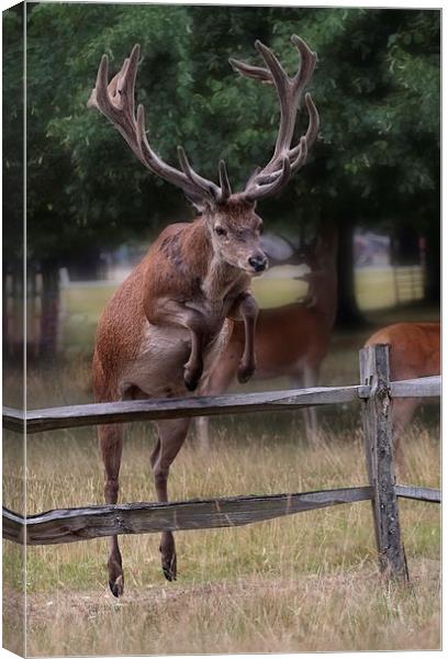  Leaping the Fence Canvas Print by Ceri Jones