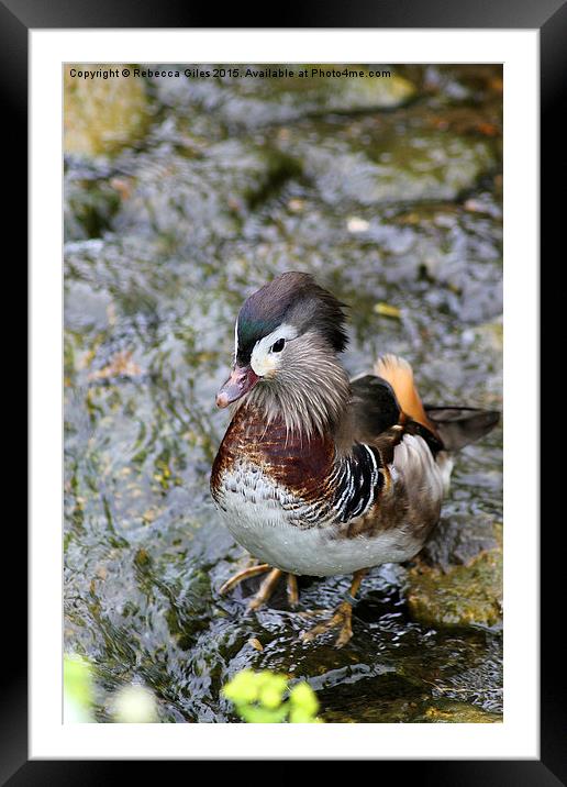  Mandarin Duck Framed Mounted Print by Rebecca Giles