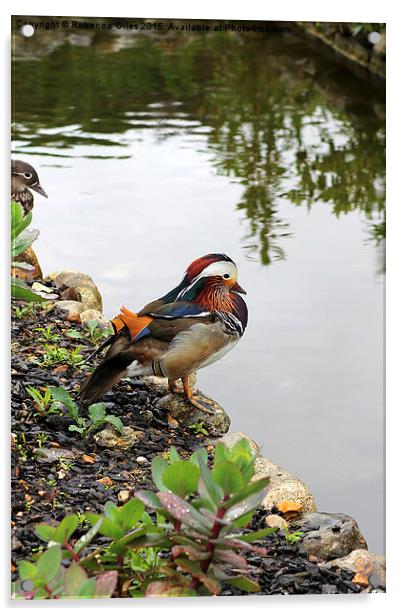  Mandarin Duck  Acrylic by Rebecca Giles