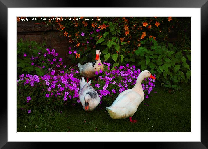  Ducks and Daisies Framed Mounted Print by Ian Pettman