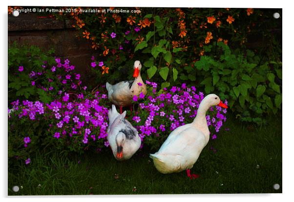  Ducks and Daisies Acrylic by Ian Pettman