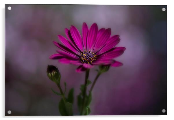  Purple African daisy Acrylic by Eddie John