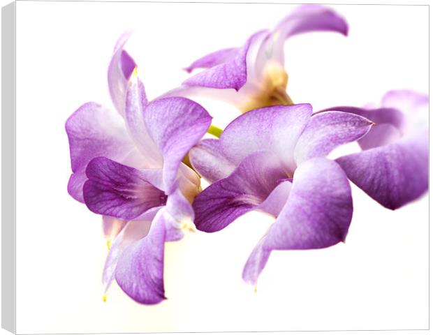 Orchid Dendrobium Canvas Print by Stephen Mole
