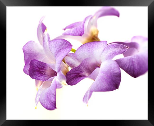 Orchid Dendrobium Framed Print by Stephen Mole