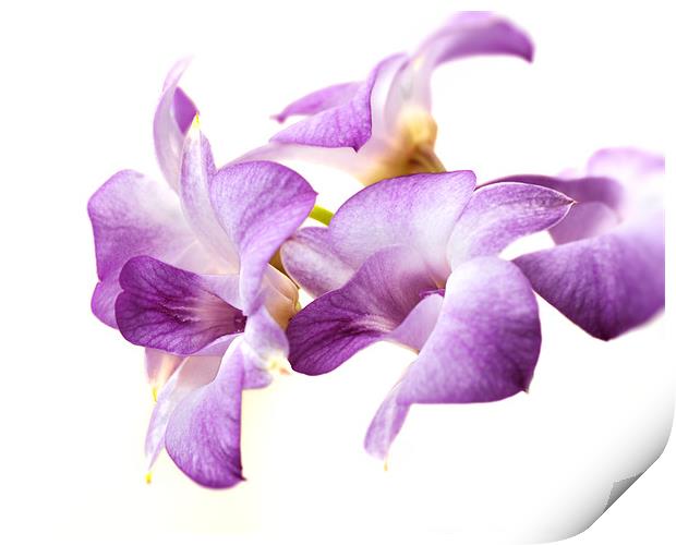 Orchid Dendrobium Print by Stephen Mole