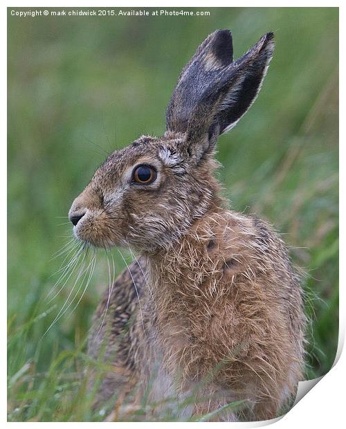  soggy hare Print by mark chidwick