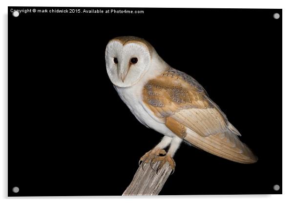 barn owl  Acrylic by mark chidwick