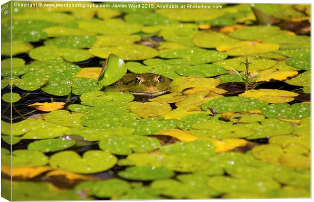  Toad in the Lillies Canvas Print by James Ward