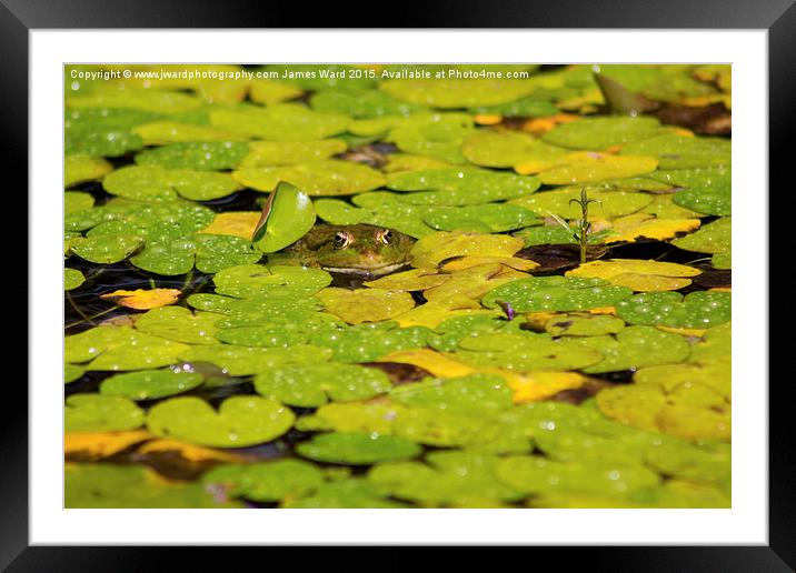  Toad in the Lillies Framed Mounted Print by James Ward