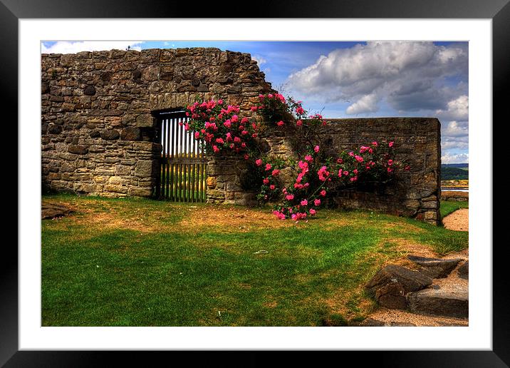 Flowers at Inchcolm Framed Mounted Print by Tom Gomez