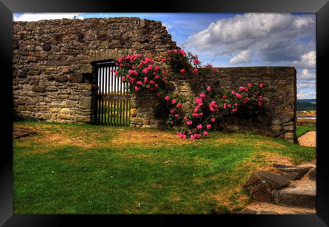 Flowers at Inchcolm Framed Print by Tom Gomez