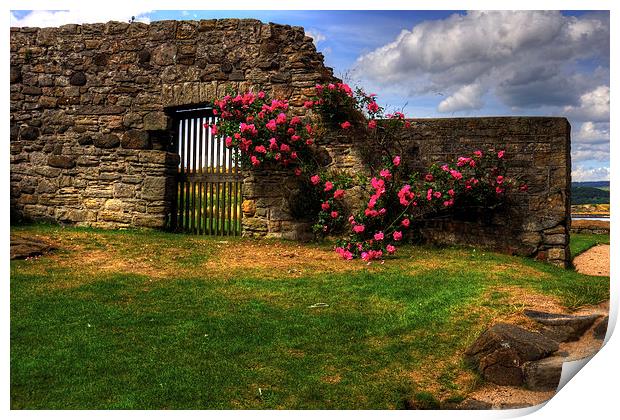Flowers at Inchcolm Print by Tom Gomez