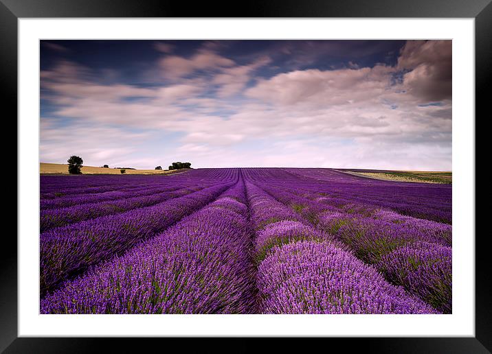Hitchin Lavender Fields  Framed Mounted Print by Adam Payne