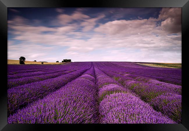 Hitchin Lavender Fields  Framed Print by Adam Payne