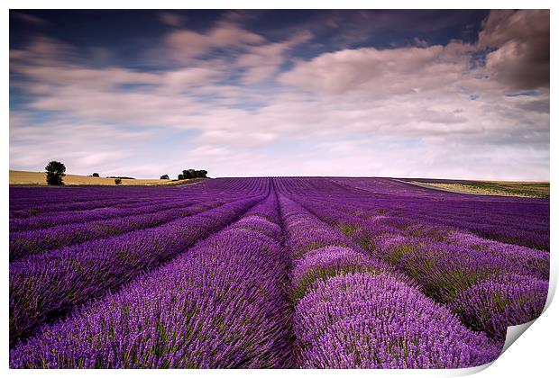 Hitchin Lavender Fields  Print by Adam Payne
