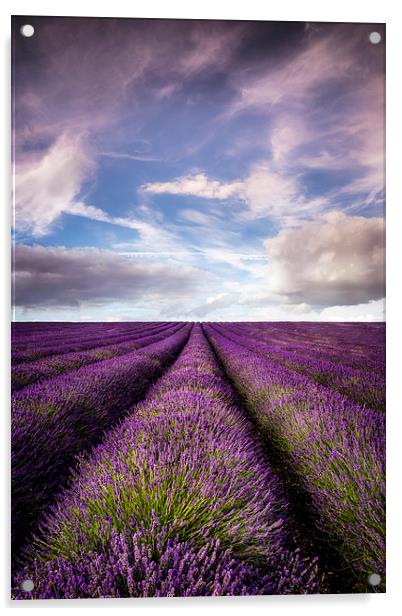Hitchin Lavender Fields Acrylic by Adam Payne