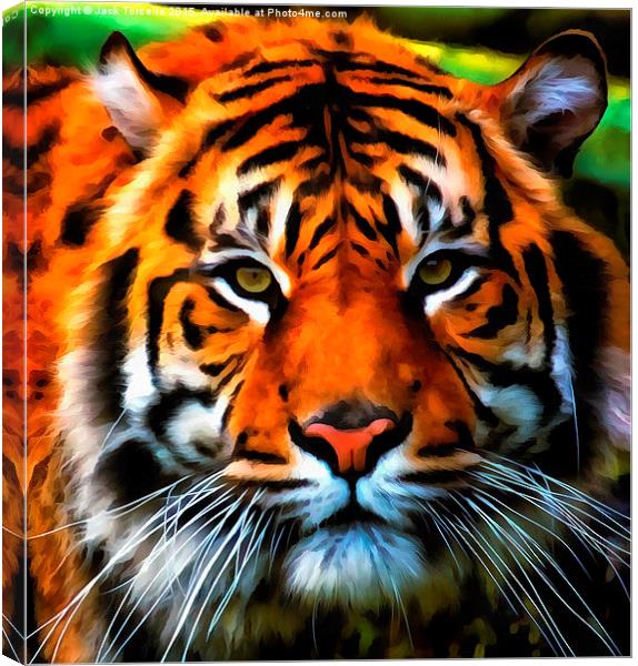  Sumatran Tiger Canvas Print by Jack Torcello